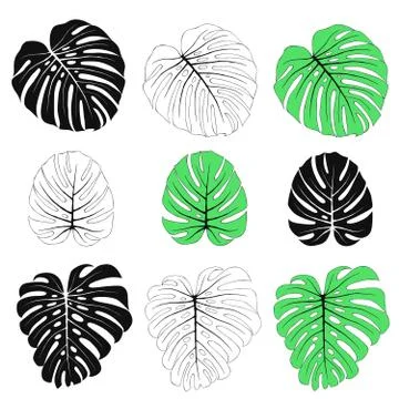 Monstera Leaves Set Illustrazione stock