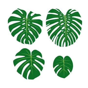 Monstera leaves set. Leaves from big to small. Flat vector illustration iso.. Stock Illustration