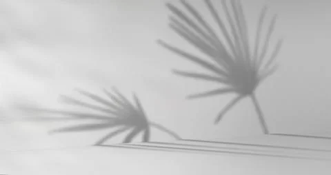 Monstera leaves shadow on white wall Stock Illustration