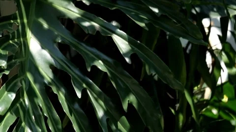 Monstera leaves swaying in the wind Stock Footage 290340989