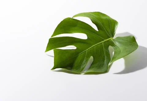 Monstera leaves on a white background. Stock Photos