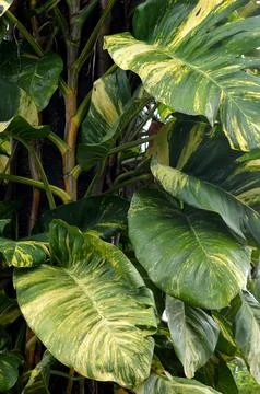 Monstera Marmorata Stock Photos
