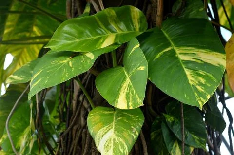 Monstera Marmorata Fotos Stock
