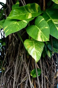 Monstera Marmorata Stock Photos