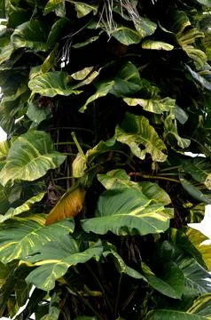 Monstera Marmorata 库存照片