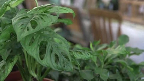 Monstera monkey-leaf Stock Footage 146166371