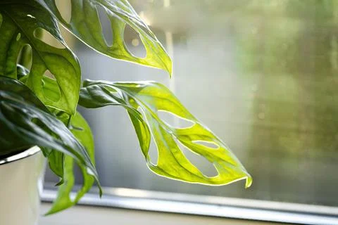 Monstera Monkey Mask or obliqua or Adansonii stands on the windowsill. Home p Stock Photos