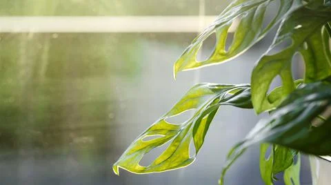 Monstera Monkey Mask or obliqua or Adansonii stands on the windowsill. Home p Stock Photos