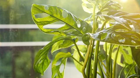 Monstera Monkey Mask or obliqua or Adansonii stands on the windowsill. Home p Stock Photos