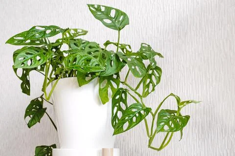 Monstera Monkey Mask or Obliqua or Adansonii stands on a white pedestal on a Stock Photos
