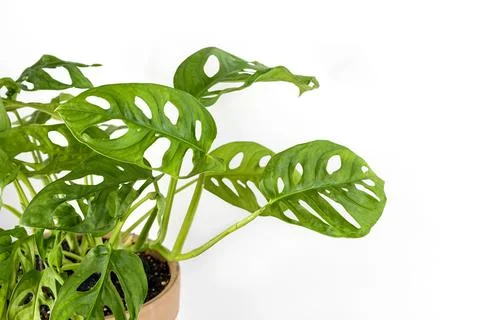 Monstera Monkey Mask or obliqua or Adansonii in a clay terracotta flower pot Stock Photos