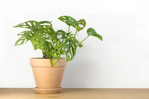Monstera Monkey Mask or obliqua or Adansonii in a clay terracotta flower pot Stock Photos