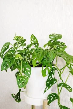 Monstera Monkey Mask or Obliqua or Adansonii stands on a white pedestal on a Stock Photos