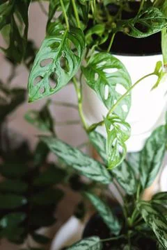 Monstera Monkey Mask or Obliqua or Adansonii against the background of house Stock Photos