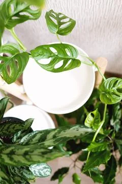 Monstera Monkey Mask or Obliqua or Adansonii against the background of house Stock Photos