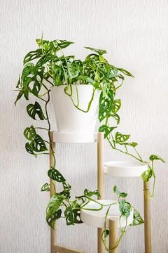 Monstera Monkey Mask or Obliqua or Adansonii stands on a white pedestal on a Stock Photos