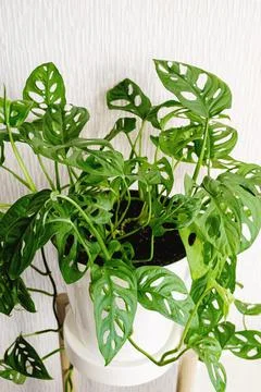 Monstera Monkey Mask or Obliqua or Adansonii stands on a white pedestal on a Stock Photos