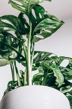 Monstera Monkey Mask Foto stock