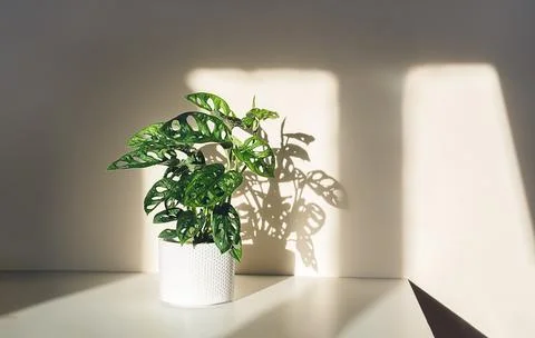 Monstera Monkey Mask in a white pot Stock Photos