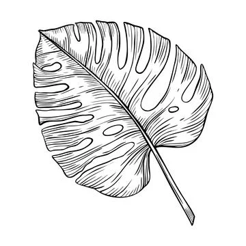 Monstera Palm Leaf vector linear illustration. Hand drawn exotic tropical Plant Stock Illustration