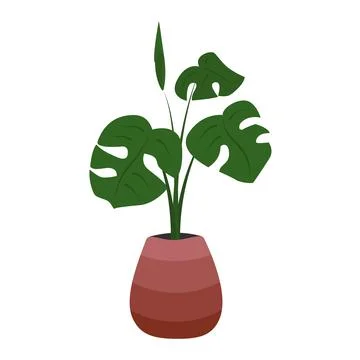 Monstera palm in a pot Stock Illustration