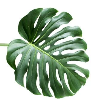 Monstera Stock Photos