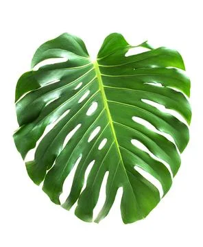 Monstera Stock Photos