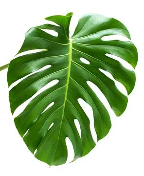 Monstera Stock Photos