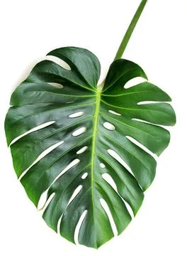 Monstera Stock Photos