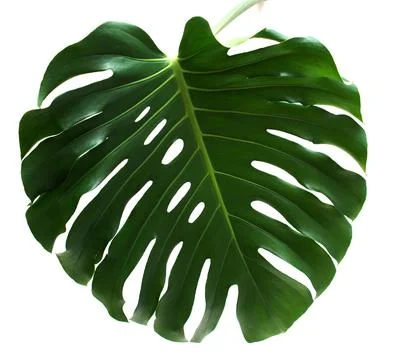 Monstera Stock Photos