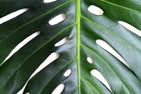 Monstera Stock Photos