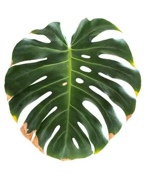 Monstera Stock Photos