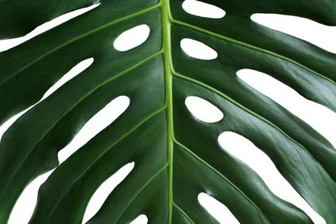 Monstera Stock Photos