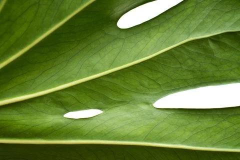 Monstera Stock Photos