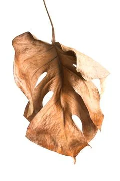 Monstera Stock Photos