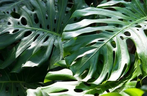 Monstera Foto stock