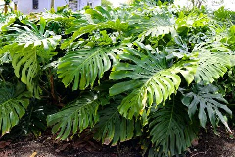 Monstera Stock Photos