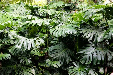 Monstera Foto stock