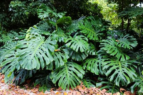 Monstera Stock Photos