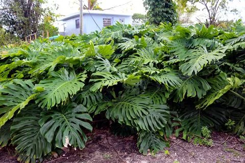 Monstera Stock Photos