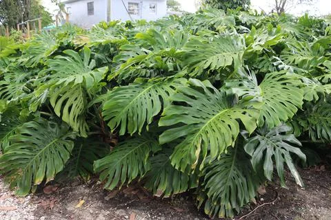 Monstera Stock Photos