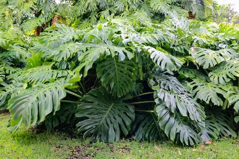 Monstera Stock Photos