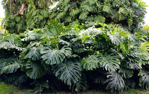 Monstera Stock Photos