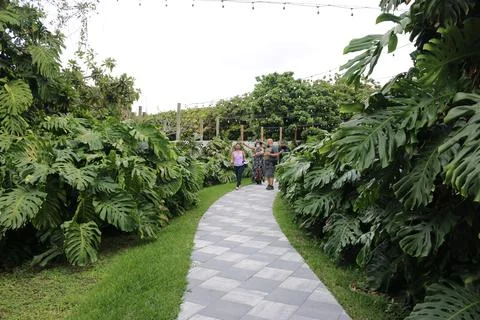 Monstera Stock Photos