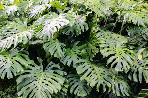 Monstera Stock Photos