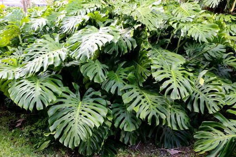 Monstera Stock Photos