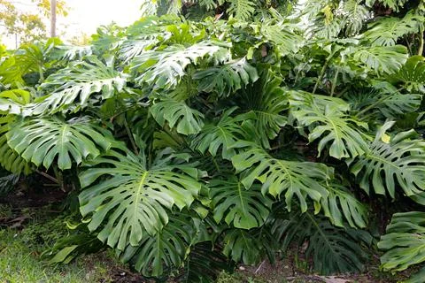 Monstera Stock Photos