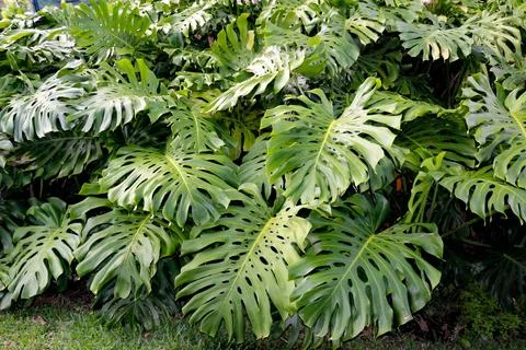 Monstera Stock Photos