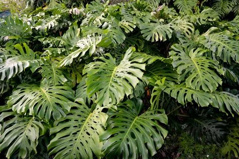 Monstera Foto stock