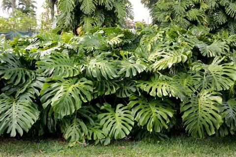 Monstera Stock Photos